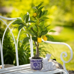 Brand new 😀 Sullivans Whitewashed Resting Decorative Bunny Sculpture - Set Of 2 👍 15 Brand new 😀 Sullivans Whitewashed Resting Decorative Bunny Sculpture - Set Of 2 👍 -Sullivans Sales unnamed file 1011