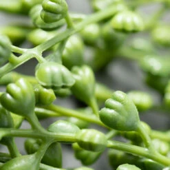 Hot Sale 🔥 Sullivans Artificial Green Draping Mini Leaf Vine 🧨 -Sullivans Sales unnamed file 1232