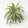 Top 10 🎉 Sullivans Artificial Retro-Inspired Spider Plant 👏
