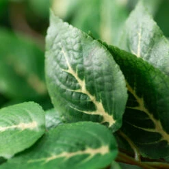 Wholesale ✔️ Sullivans Artificial Variegated Philodendron Bush 😍 6 Wholesale ✔️ Sullivans Artificial Variegated Philodendron Bush 😍 -Sullivans Sales unnamed file 1399