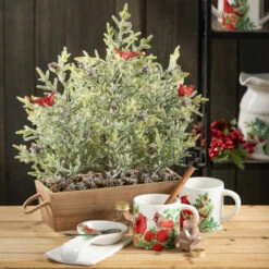 Coupon 💯 Sullivans Cardinal Spoon Rest - 4.5"L X 9.5"W X 1.25"H 👍 -Sullivans Sales unnamed file 1609