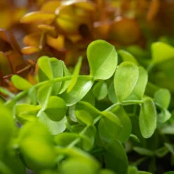 Buy 🎉 Sullivans Artificial Eucalyptus Vine - Set Of 2 ❤️ -Sullivans Sales unnamed file 1611