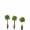 Buy 🎉 Sullivans Feather Fern Topiary Tree 🎉 -Sullivans Sales unnamed file 1654