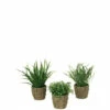 Discount ๐ Sullivans Foliage With Basket Potted Plants - Set Of 3 โค๏ธ 2 Discount ๐ Sullivans Foliage With Basket Potted Plants - Set Of 3 โค๏ธ -Sullivans Sales unnamed file 1763
