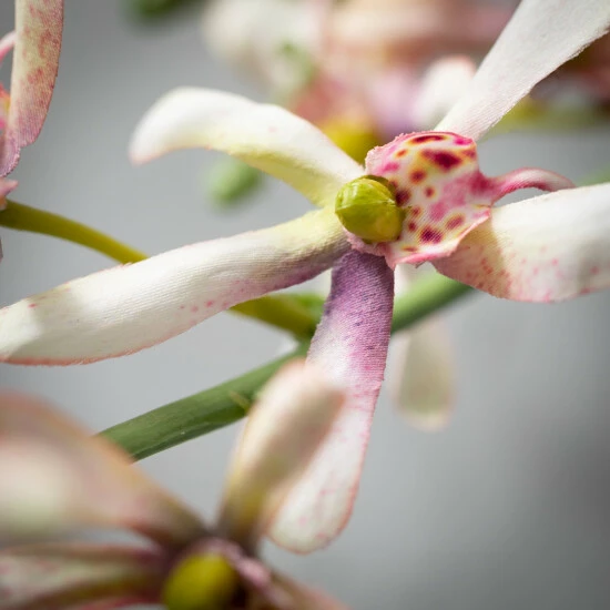 Best Sale ⭐ Sullivans Artificial Light Pink Spider Orchid Stem ⭐ 4 Best Sale ⭐ Sullivans Artificial Light Pink Spider Orchid Stem ⭐ - Image 2