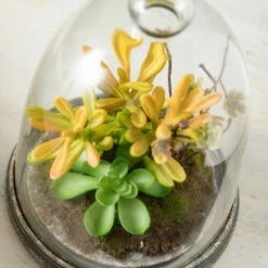 Best deal 🔔 Sullivans Succulent In Glass - Green 😍 8 Best deal 🔔 Sullivans Succulent In Glass - Green 😍 -Sullivans Sales unnamed file 2011