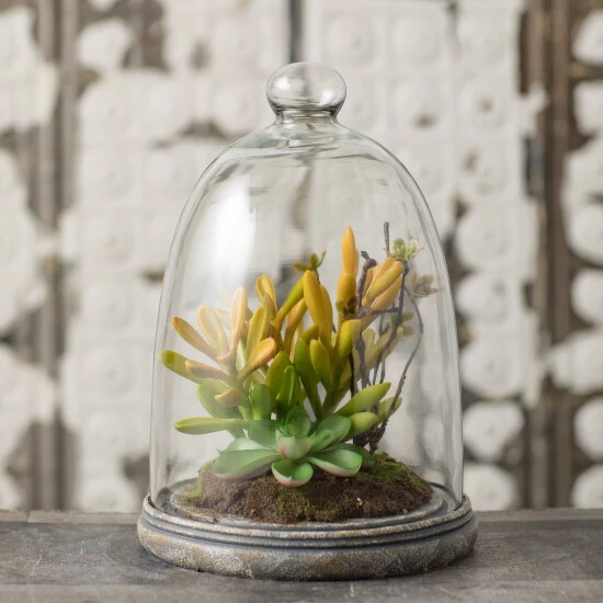 Best deal 🔔 Sullivans Succulent In Glass - Green 😍 5 Best deal 🔔 Sullivans Succulent In Glass - Green 😍 - Image 3