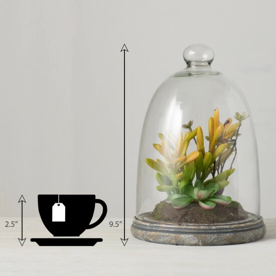 Best deal 🔔 Sullivans Succulent In Glass - Green 😍 7 Best deal 🔔 Sullivans Succulent In Glass - Green 😍 - Image 5