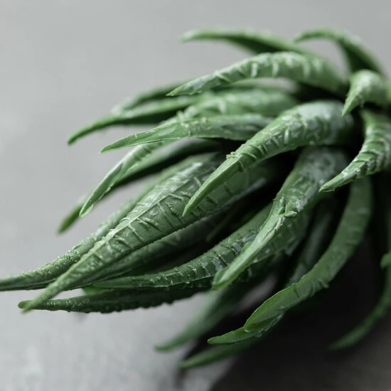 Top 10 ⭐ Sullivans Artificial Haworthia Succulent Stem 💯 4 Top 10 ⭐ Sullivans Artificial Haworthia Succulent Stem 💯 - Image 2