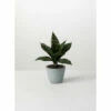 New 🔥 Sullivans Potted Sansevieria - 8"L X 8"W X 10"H ❤️ -Sullivans Sales unnamed file 2297