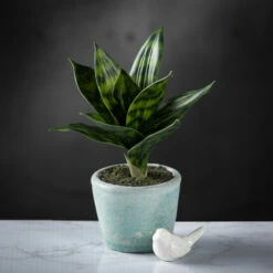New 🔥 Sullivans Potted Sansevieria - 8"L X 8"W X 10"H ❤️ -Sullivans Sales unnamed file 2298