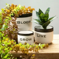 New 🔥 Sullivans Potted Sansevieria - 8"L X 8"W X 10"H ❤️ -Sullivans Sales unnamed file 2300