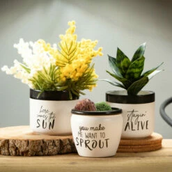 New 🔥 Sullivans Potted Sansevieria - 8"L X 8"W X 10"H ❤️ -Sullivans Sales unnamed file 2302