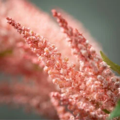 Coupon 🛒 Sullivans Artificial Pale Pink Astilbe Stem 😀 -Sullivans Sales unnamed file 2320