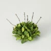 Deals 🎉 Sullivans Artificial Ruscus Leafy Twig Half Orb 👍 -Sullivans Sales unnamed file 2494