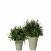Coupon ⌛ Sullivans Boxwood Potted Orbs -Set Of 2 👍 -Sullivans Sales unnamed file 2638