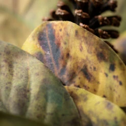 Best deal 👍 Sullivans Artificial 24" Magnolia Leaf Wreath 😉 -Sullivans Sales unnamed file 267