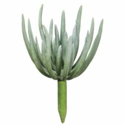 Hot Sale ⌛ Sullivans Echeveria Succulent - Green 💯