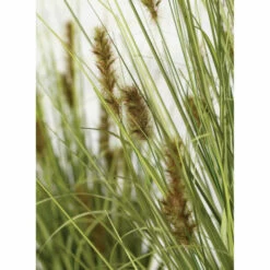 Budget 🎁 Sullivans Potted Wild Grass - 20"L X 20"W X 24"H 🔔 -Sullivans Sales unnamed file 2993