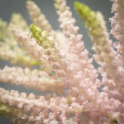Wholesale 🛒 Sullivans Artificial Pink Pluming Astilbe 🔔 -Sullivans Sales unnamed file 3079