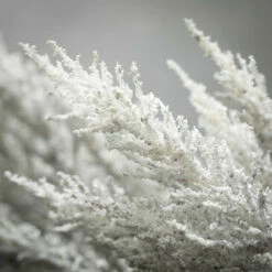 Best deal ๐ฏ Sullivans Artificial Muted Gray Astilbe Stem โ๏ธ 6 Best deal ๐ฏ Sullivans Artificial Muted Gray Astilbe Stem โ๏ธ -Sullivans Sales unnamed file 3119