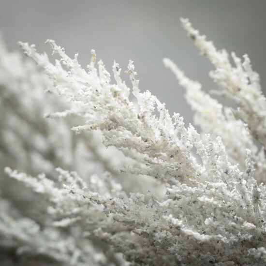 Best deal ๐ฏ Sullivans Artificial Muted Gray Astilbe Stem โ๏ธ 4 Best deal ๐ฏ Sullivans Artificial Muted Gray Astilbe Stem โ๏ธ - Image 2