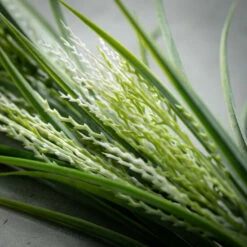 Best deal 🤩 Sullivans Artificial Fox Tail Sprouting Grass Stem ✔️ -Sullivans Sales unnamed file 3523