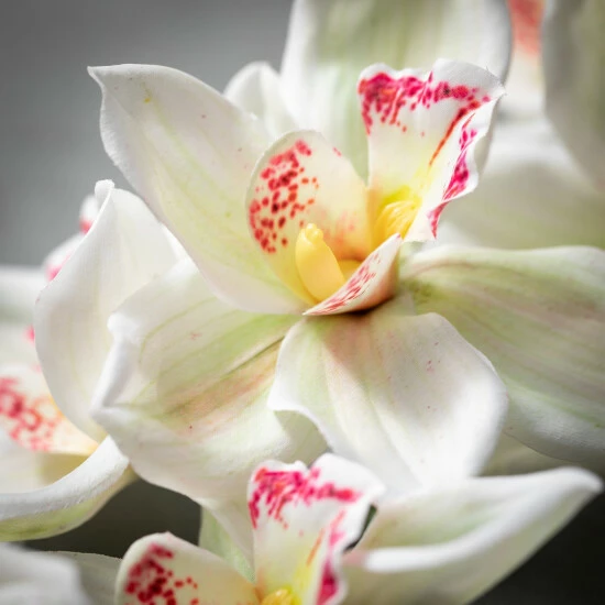 Brand new ๐ Sullivans Artificial White Cymbidium Orchid Stem โ๏ธ 4 Brand new ๐ Sullivans Artificial White Cymbidium Orchid Stem โ๏ธ - Image 2