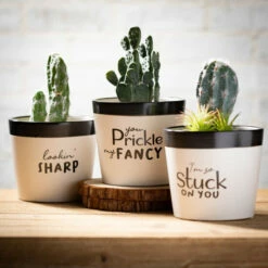 Best Sale 😀 Sullivans Ceramic Pun Text Planter - Set Of 3 - 5.25"L X 5.25"W X 4.5"H 🛒 10 Best Sale 😀 Sullivans Ceramic Pun Text Planter - Set Of 3 - 5.25"L X 5.25"W X 4.5"H 🛒 -Sullivans Sales unnamed file 3755