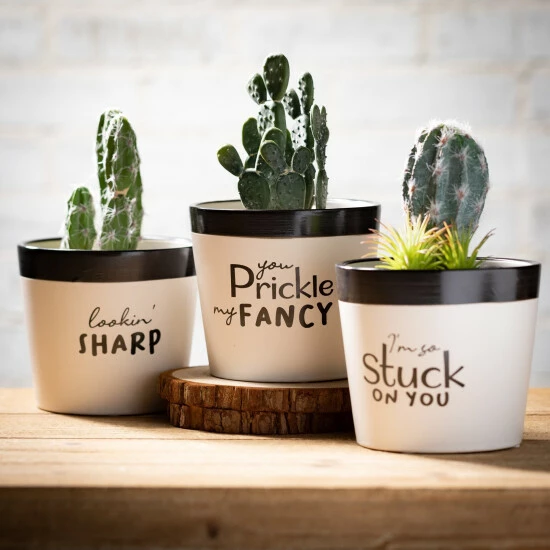 Best Sale 😀 Sullivans Ceramic Pun Text Planter - Set Of 3 - 5.25"L X 5.25"W X 4.5"H 🛒 5 Best Sale 😀 Sullivans Ceramic Pun Text Planter - Set Of 3 - 5.25"L X 5.25"W X 4.5"H 🛒 - Image 3