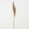 Hot Sale 🌟 Sullivans Artificial Faux Dried Sepia Reed Stem 🎁 -Sullivans Sales unnamed file 3989