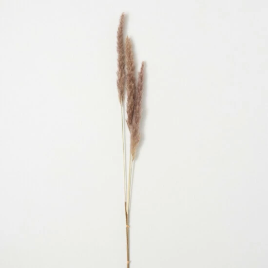 Hot Sale ๐ Sullivans Artificial Faux Dried Sepia Reed Stem ๐ 3 Hot Sale ๐ Sullivans Artificial Faux Dried Sepia Reed Stem ๐