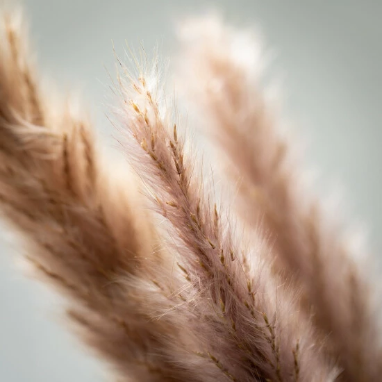 Hot Sale ๐ Sullivans Artificial Faux Dried Sepia Reed Stem ๐ 4 Hot Sale ๐ Sullivans Artificial Faux Dried Sepia Reed Stem ๐ - Image 2