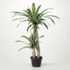 Promo 💯 Sullivans Artificial Medium Potted Dracaena Tree 🔥 -Sullivans Sales unnamed file 4141