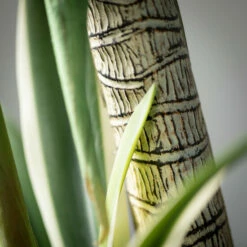 Promo 💯 Sullivans Artificial Medium Potted Dracaena Tree 🔥 -Sullivans Sales unnamed file 4142