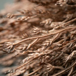 Brand new ✨ Sullivans Artificial Cocoa-Colored Stout Reed Stem 😀 -Sullivans Sales unnamed file 4276