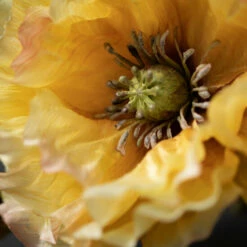 Cheapest 👍 Sullivans Artificial Warm-Yellow Double Poppy Stem 👏 -Sullivans Sales unnamed file 4289