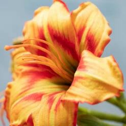 Deals 😍 Sullivans Artificial Apricot Day Lily Flower Stem ✔️ -Sullivans Sales unnamed file 4302