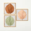 Outlet 🌟 Sullivans 16.25 In. Dried Palm Leaf Wall Decor - Set Of 3; Multicolor 🎁 -Sullivans Sales unnamed file 4327