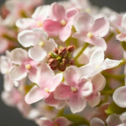 Coupon ๐งจ Sullivans Artificial Pink Lilac Stem ๐ 5 Coupon ๐งจ Sullivans Artificial Pink Lilac Stem ๐ -Sullivans Sales unnamed file 4530