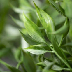Top 10 😀 Sullivans Artificial Draping Green Ruscus Bush ⭐ -Sullivans Sales unnamed file 4547