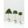 Best Sale 😉 Sullivans Tea Leaf Topiary -Set Of 3 - Green 🌟 -Sullivans Sales unnamed file 4707