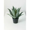 Cheapest 🔥 Sullivans Agave Potted - Green 🌟