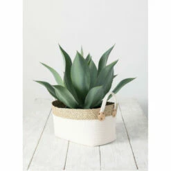 Cheapest 🔥 Sullivans Agave Potted - Green 🌟 -Sullivans Sales unnamed file 4768
