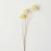 New ⌛ Sullivans Artificial Faux Dried Allium Bud Stem 🔔 1 New ⌛ Sullivans Artificial Faux Dried Allium Bud Stem 🔔 -Sullivans Sales unnamed file 4799