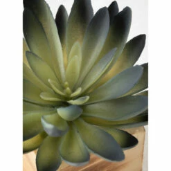 Best deal 😀 Sullivans Potted Succulent 🔥 -Sullivans Sales unnamed file 4850