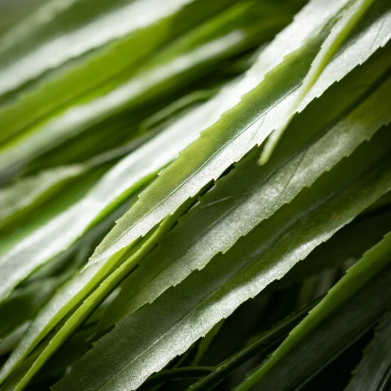 Best deal ⌛ Sullivans Artificial Pandanus Grass Bush ⭐ 4 Best deal ⌛ Sullivans Artificial Pandanus Grass Bush ⭐ - Image 2