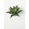Coupon 😍 Sullivans Agave Plant 🤩 -Sullivans Sales unnamed file 5179