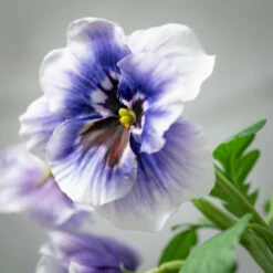 Discount 🤩 Sullivans Artificial Lavender Vibrant Pansy Stem ✨ -Sullivans Sales unnamed file 5430