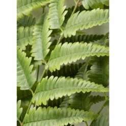 New 💯 Sullivans Potted Fern ✔️ -Sullivans Sales unnamed file 5530